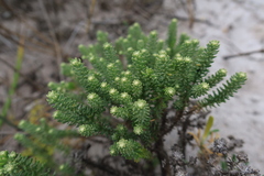 Helichrysum niveum