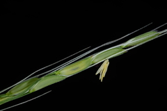 Oryza rufipogon