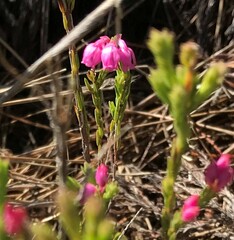 Erica palliiflora