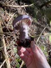 Cortinarius traganus