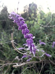 Salvia leucantha