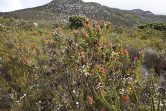 Protea coronata
