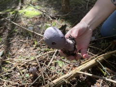 Cortinarius traganus
