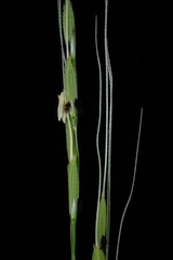 Oryza rufipogon