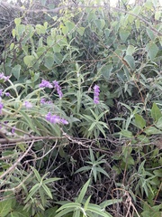 Salvia leucantha