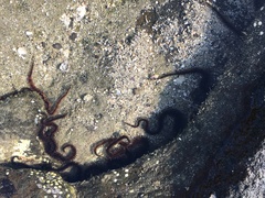Ophiuroidea