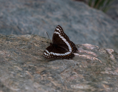 Limenitis weidemeyerii