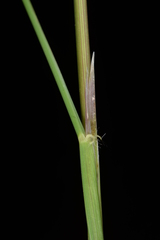 Oryza rufipogon