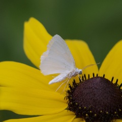 Lomographa vestaliata
