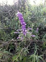 Salvia leucantha