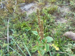 Amaranthus viridis