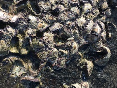 Saccostrea