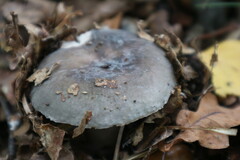 Russula