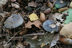Russula