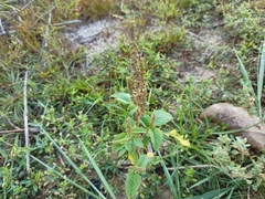 Amaranthus viridis