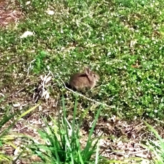 Sylvilagus floridanus