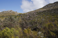 Podalyria calyptrata