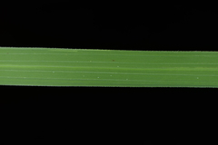 Oryza rufipogon