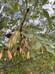 Fraxinus angustifolia