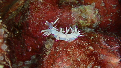 Flabellina llerae