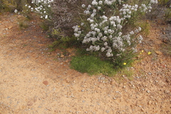 Crassula decumbens