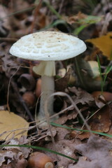 Amanita citrina