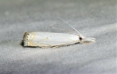 Crambus albellus