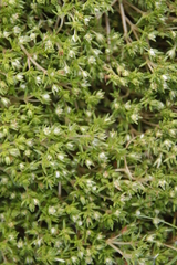 Crassula decumbens