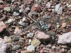 Gomphidae