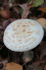 Amanita citrina