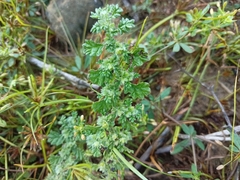 Coldenia procumbens