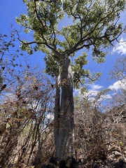 Brachychiton australis
