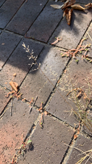 Eragrostis minor