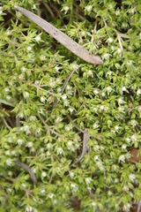Crassula decumbens