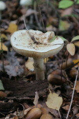Amanita citrina