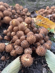Pholiota squarrosa