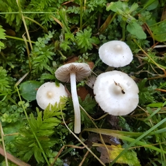 Inocybe geophylla