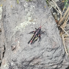 Sphenarium