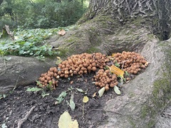 Pholiota squarrosa