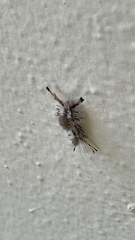 Dasychira meridionalis