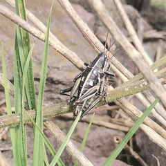 Sphenarium