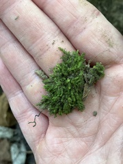 Lophocolea heterophylla