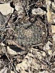 Mammillaria heyderi