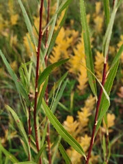 Salix interior