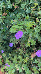 Geranium sanguineum