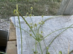 Cyperus elegans