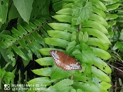 Tanaecia iapis