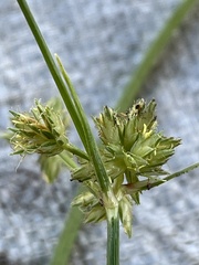 Cyperus elegans