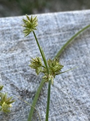 Cyperus elegans