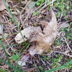 Cortinarius infractus